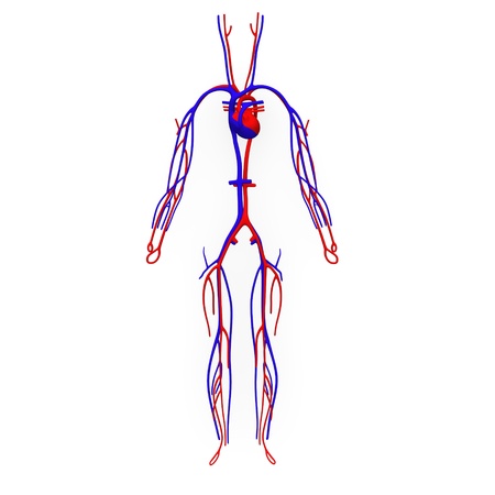 Imagenes del sistema circulatorio facil para dibujar - Imagui Imagenes del sistema circulatorio facil para dibujar - Imagui
