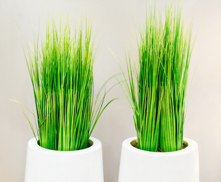 decorative green grass in white vases modern home decor stock photo picture and royalty free image image 39155941
