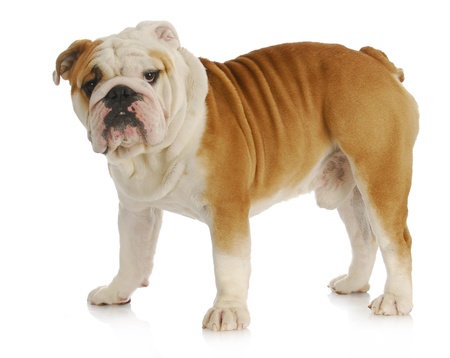 Golden Retriever Puppy Snow