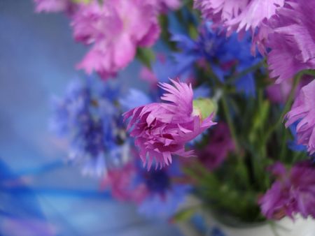 Oeillet rose en arrire-plan bleu fleuri Banque dimages - 576155