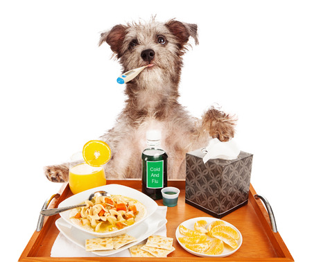 Bienvenidos al nuevo foro de apoyo a Noe #297 / 20.11.15 ~ 24.11.15 - Página 4 25850215-un-terrier-lindo-perro-de-raza-mixta-enfermo-con-la-gripe-con-un-term-metro-en-la-boca-una-bandeja-d