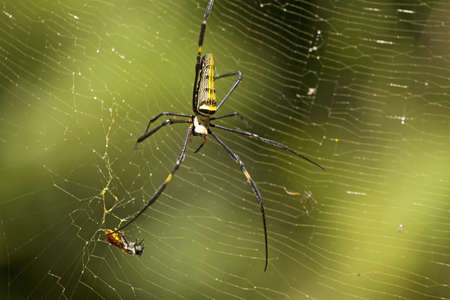 16658643-ara-a-trampa-superficie-lateral-de-telara-a-s-en-el-bosque.jpg?ver=6