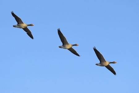 us.123rf.com/450wm/anagram1/anagram11302/anagram1130200018/17924939-three-greylag-geese-anser-anser-in-flight-against-blue-sky.jpg