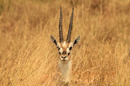 15241024-head-of-a-thomson-s-gazelle-eud