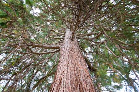 Image result for sequoia images