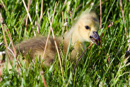 canada goose en leon canada goose en leon