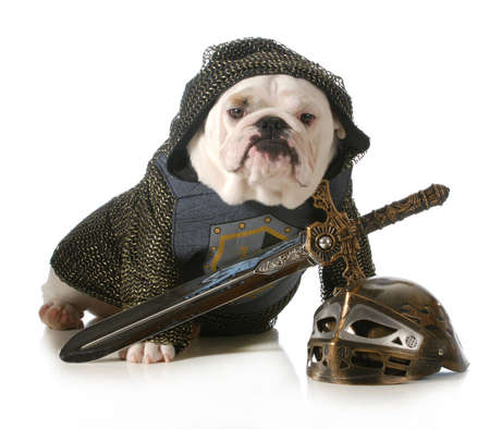 18704420-dog-dressed-up-as-a-knight-isolated-on-white-background--english-dog.jpg