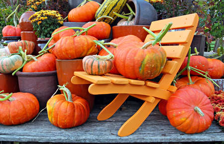 Une collection de citrouilles automne Banque d'images - 15477306