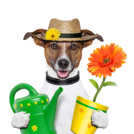 16839358-gartner-hund-mit-blumen-und-gelben-pot.jpg