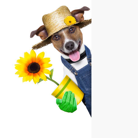 20900156-gl-cklich-gartner-hund-mit-einer-blume-hinter-einem-plakat.jpg