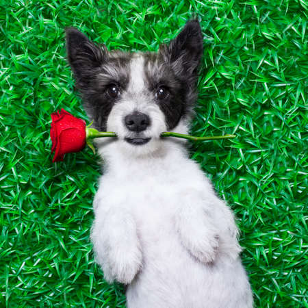 chien avec une rose dans la bouche, en position couchée sur l'herbe dans un parc à la recherche assez mignon Banque d'images - 30507572