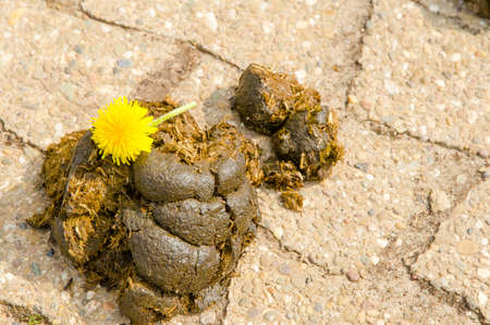 Resultado de imagen de mierdas DE CABALLO asfalto