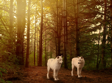 Asociaciones 24696724-two-beautiful-grey-wolves-in-a-forest