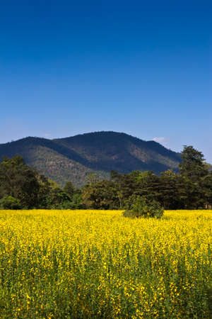 Yellow indian hemp flowers field with mountain Stock Photo Yellow indian hemp flowers field with mountain Stock Photo - 17073324