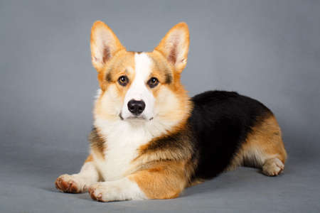 Znalezione obrazy dla zapytania Welsh Corgi Pembroke