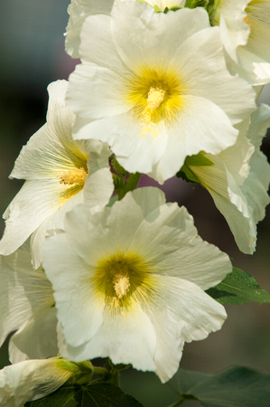 mallow plant: mallow. a herbaceous plant with hairy stems, pink or purple flowers, and disk-shaped fruit. Several kinds are grown as ornamentals, and some are edible.