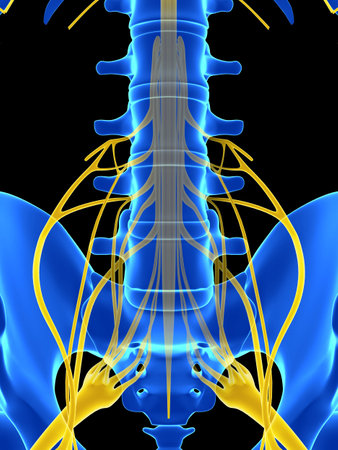 hernia discal: Ilustración 3d rendered - médula espinal