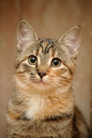 missing cat scribbles durham