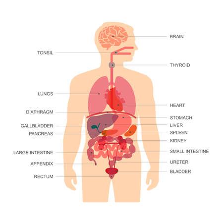 Une Image D'un Tableau Des Systèmes D'organes Du Corps Humain. Clip Art Libres