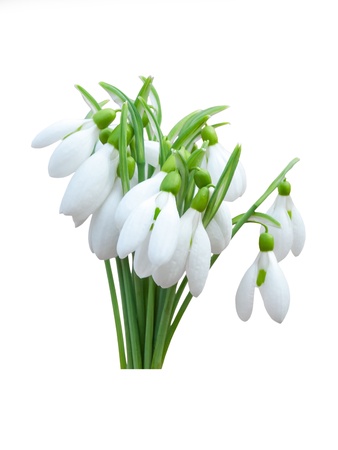 Perce-neige fleurs de printemps isol sur un fond blanc Banque d'images - 18013558