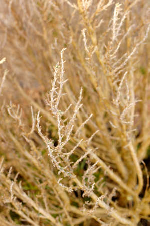 Las ramas secas y ramas de un arreglo de flores secas. fotos ... Ramas secas con flores