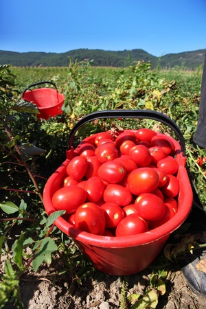 canasta llena de tomates rojos en el campo verde Foto de archivo - 10232100