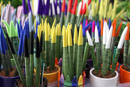 45763644-sansevieria-cylindrical-painted-in-different-colors.jpg