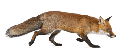 14275889-le-renard-roux-vulpes-vulpes-4-ans-la-marche-sur-le-fond-blanc.jpg