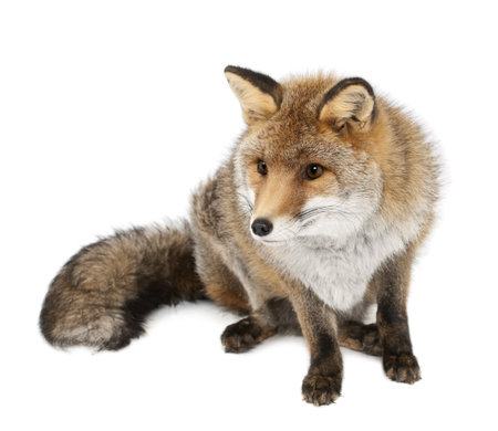 14275447-vieux-renard-roux-vulpes-vulpes-15-ans-assis-contre-un-fond-blanc.jpg