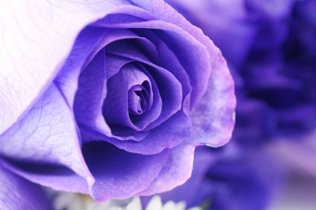 20301430-fond-macro-de-belles-roses-violettes.jpg