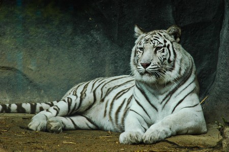 Tigre Blanc Images stock Image: 10892784