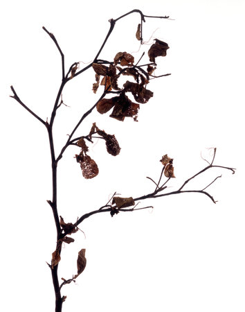 19631269-rama-seca-y-hojas-a-contraluz-con-el-fondo-blanco.jpg