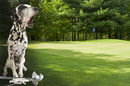 [Image: 14239362-fore-dalmatian-warning-golfers-...on-dog.jpg]