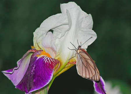 18318981-barbuto-iris-fiore-con-farfalla-bianca.jpg