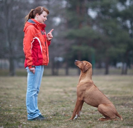 Ma�tre et son chien ob�issant (rhodesian ridgeback) Banque d'images - 9909723