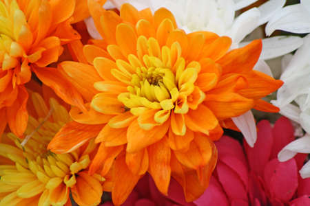 Fleurs du chrysanthme Banque d'images - 13705181