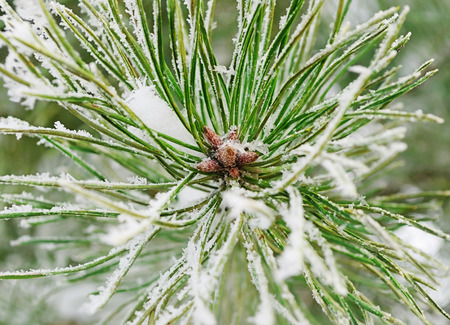 Snowy Pine Tree Close Up