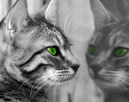 Begali special breed kitten with green eyes, seeing herself reflected in a glass window. Stock Photo