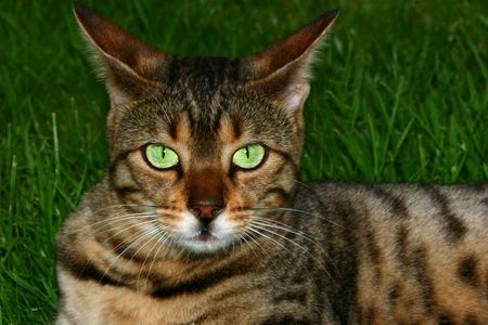 Bengali special breed cat sitting on the grass with irridescent green eyes focused in a direct gaze.