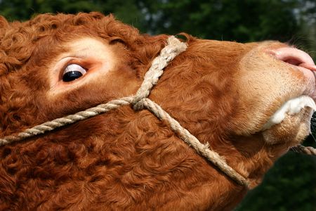 312993-profile-of-a-bull-foaming-at-the-mouth-with-a-mad-look-in-its-eye.jpg