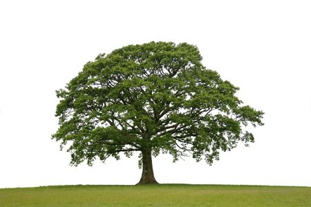 Oak tree with new leaf growth in early spring standing alone in a field, against a white background.