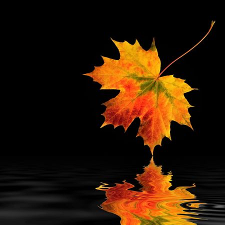 Maple leaf abstract in vivid colors of fall with reflection in rippled water, over black background.