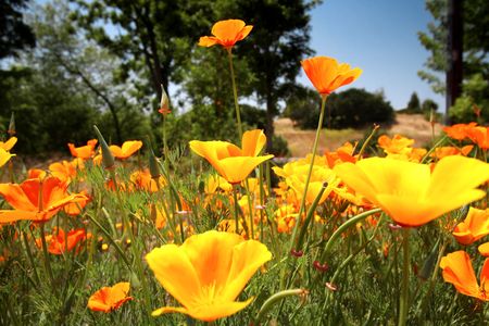 fleurs des champs: Belles coquelicots, fleur officiel de la Californie