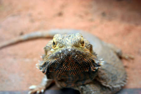 242490-a-lizard-looking-straight-at-you.jpg