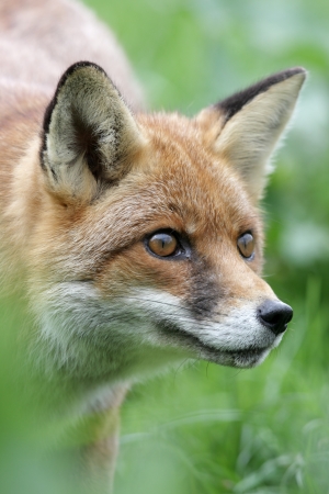 22700844-le-renard-roux-vulpes-vulpes-somerset-printemps.jpg