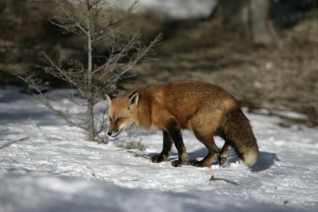 23362057-le-renard-roux-vulpes-vulpes-mammifere-unique-sur-la-neige-captif-usa.jpg