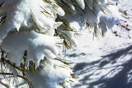 Snowy Pine Tree Close Up