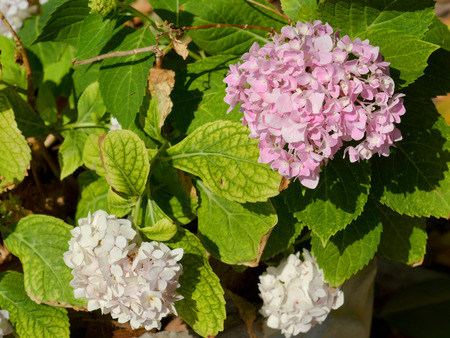 Herb Angiosperms Stock Photos Images. Royalty Free Herb  Herb Angiosperms Stock Photos Images. Royalty Free Herb