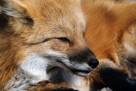 6570101-close-up-portrait-de-fox-rouge-une-beaut-sauvage.jpg