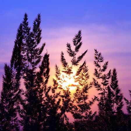Plantes silhoette du champ dans la lueur du soir Banque d'images - 12320661